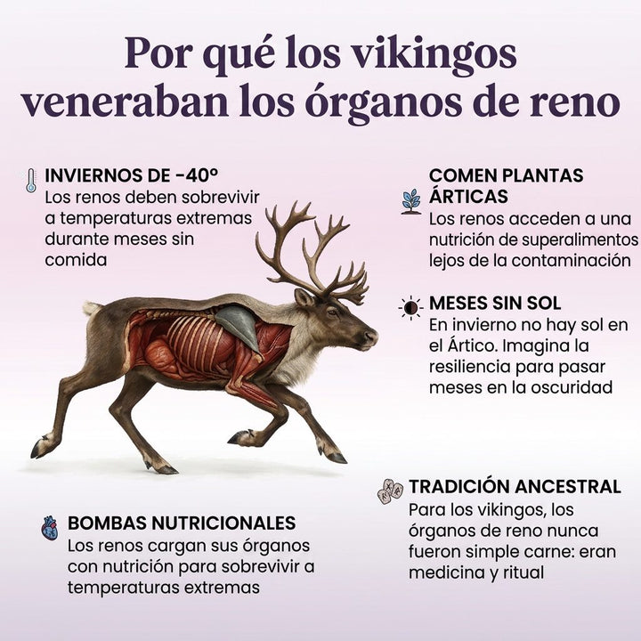 Ancestral — Cápsulas para Cintura y Muslos