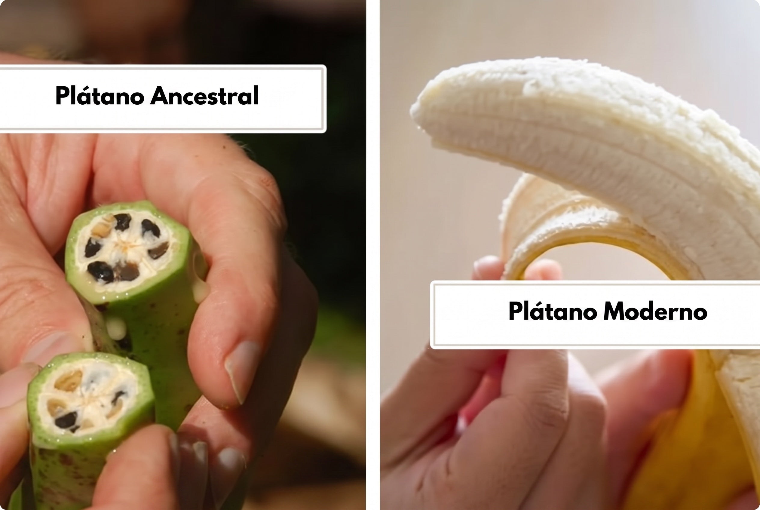 Ancestral